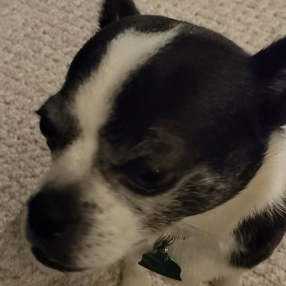 Meet your Posher, Shannon